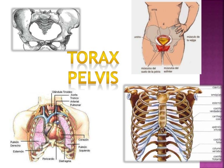 Crucigrama la pelvis base de
